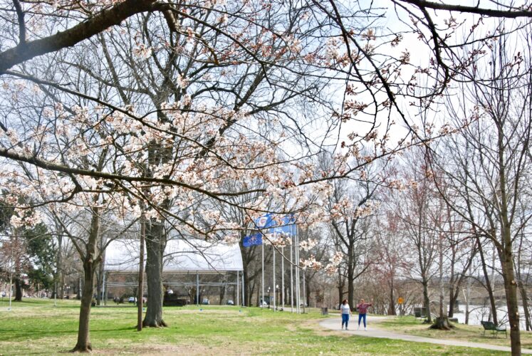 ‘Tree City’ keeps up the good work | News, Sports, Jobs - Marietta Times